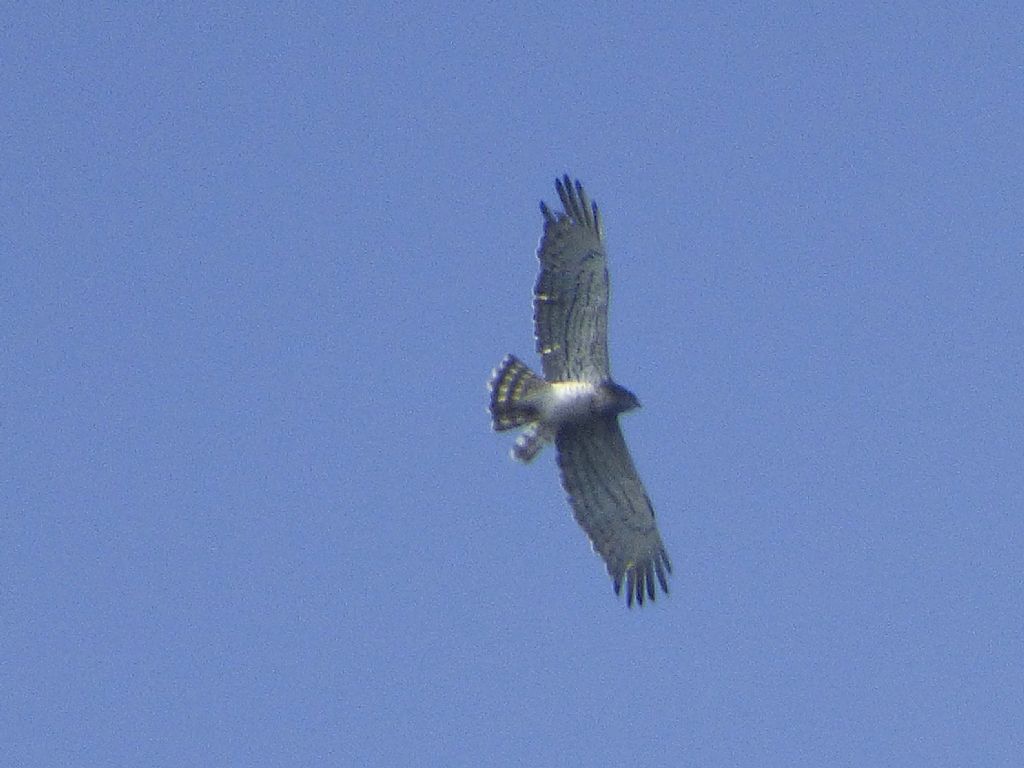Cinque giorni ad Arenzano (GE): Bianconi